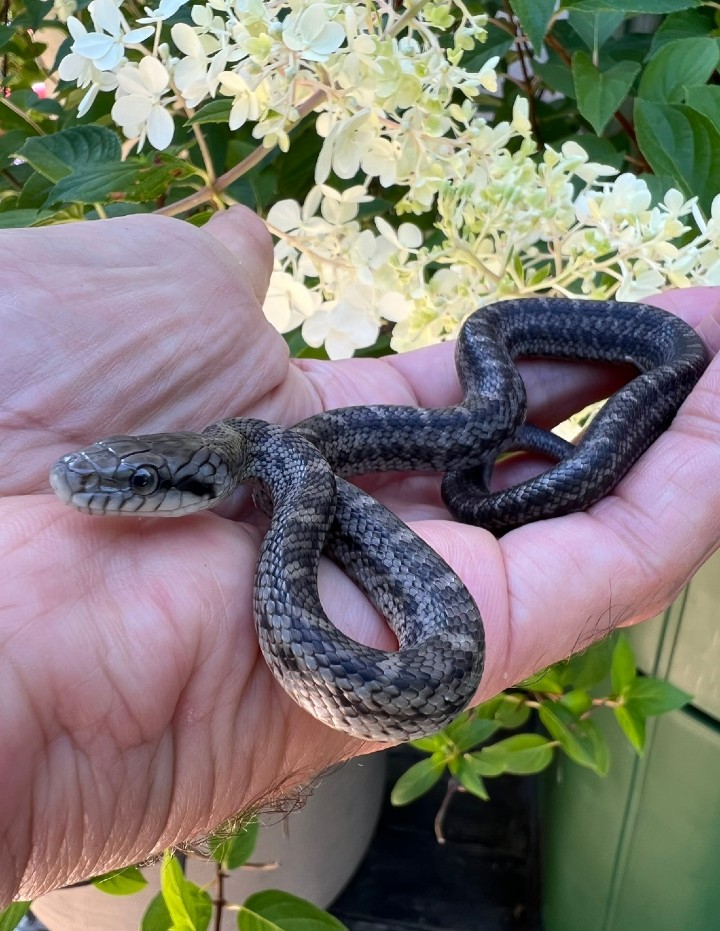 Japanese Rat Snake